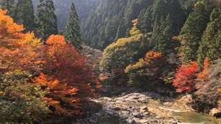 一足早い紅葉を楽しめる