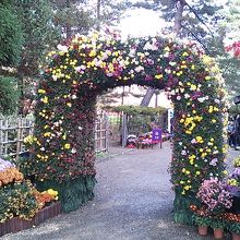 菊のアーチ
