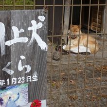 看板犬の