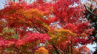 園内いい感じの紅葉でした