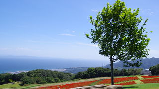 ドラマの撮影にも良く使われるお花畑!　海も一緒に眺められて絶景です!