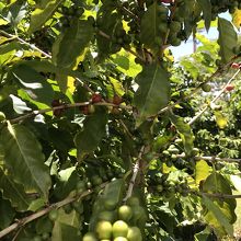 コーヒーの木です。初めて見ました。