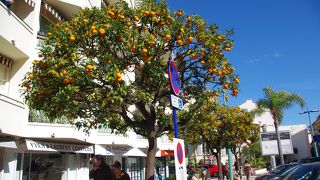 街路樹がオレンジの木
