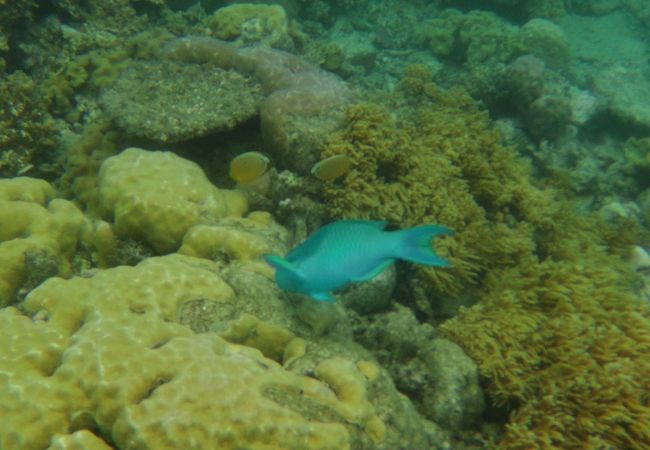 ケアンズの海を堪能できます