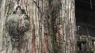 立派な杉でした