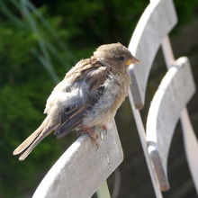 すずめが残飯あさりに