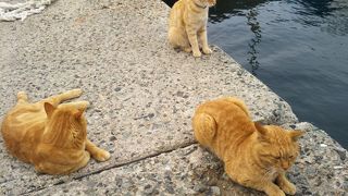 猫だらけの島