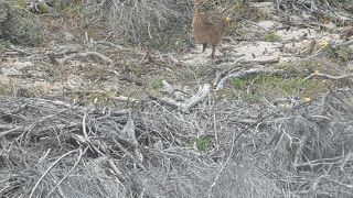 道に停めてダチョウ観察