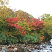 真っ盛りの紅葉