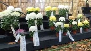 菊の花展をみた
