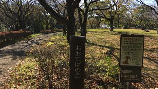 孫たちとどんぐり拾い