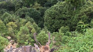 鹿がたくさんいました。