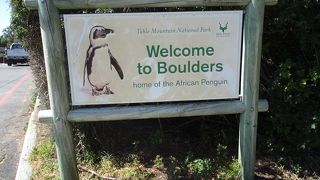 ボルダービーチは世界で唯一、近くに接近してアフリカペンギンを見ることができる場所で、都会近くにコロニーを形成する珍しい例です。
