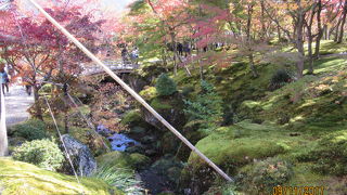 紅葉の苔庭は今（１１月）が見ごろでした。