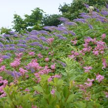 ユートピアコースのお花畑①