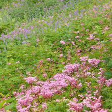 ユートピアコースのお花畑②
