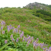 ユートピアコースのお花畑③