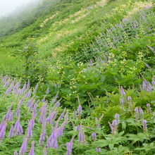 ユートピアコースのお花畑④