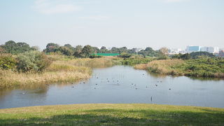 カニがたくさん見られました
