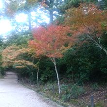 公園内のもみじです