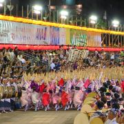 やっぱり踊りはやめられない　踊る阿呆&みる阿呆　徳島阿波踊り