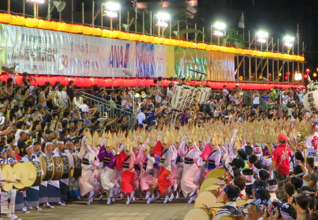 やっぱり踊りはやめられない　踊る阿呆&みる阿呆　徳島阿波踊り