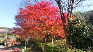 紅葉が見ごろだった