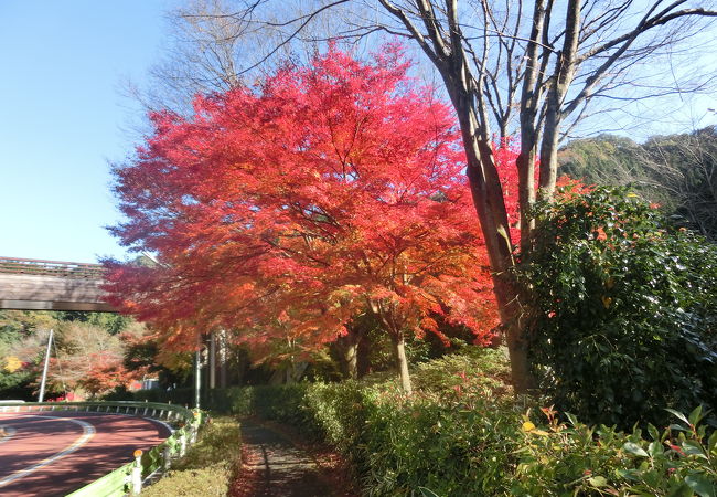 紅葉が見ごろだった