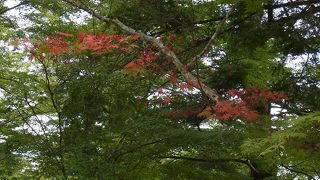 ロープウェイ乗り場にある緑のオアシス