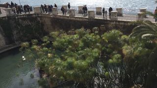 七面鳥(？)もいた！