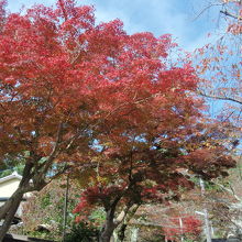 毘沙門堂の紅葉