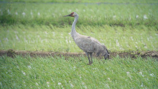 カナダヅルを見てきました。 