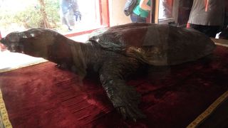 ホアンキエム湖の中に