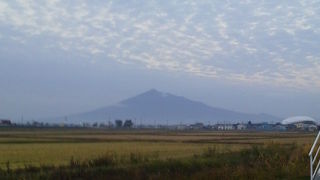 イチョウの葉のような綺麗な形を拝むことが出来ました。