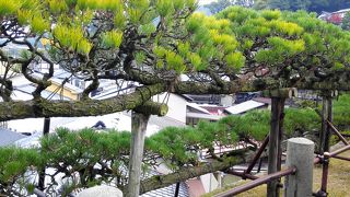 横になってる松