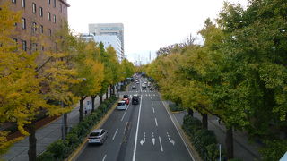 イチョウ並木は今が見頃です。