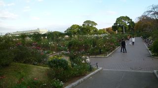 11月の山下公園はちょっと寂しかった。