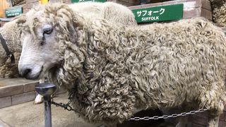 羊の数がすごい