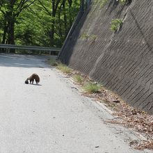 何か野生の動物がいました