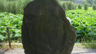 何となく甲羅に似ている気が