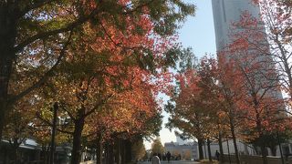 昼間は紅葉 夜はイルミネーション