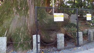 パワースポットの大きな杉