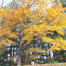 仙台市博物館前、紅葉真っ盛りですね。