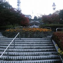 シーズンには花のカスケードになります