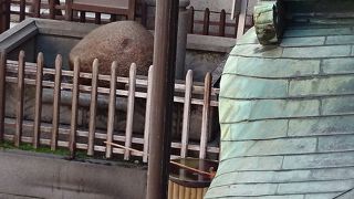 道後温泉本館に隣接