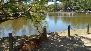 とても人に慣れていて奈良公園を中心に観光客の多いところに群がっています。