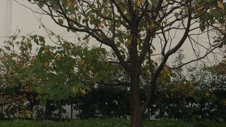 沢山枝分かれした木