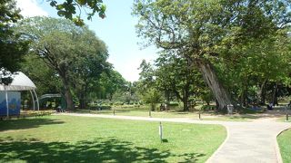 緑豊かな大きな公園