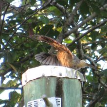 湖畔で見かけた求愛ダンス中の鳥