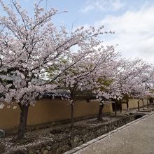 桜の時期は見ごたえありです！